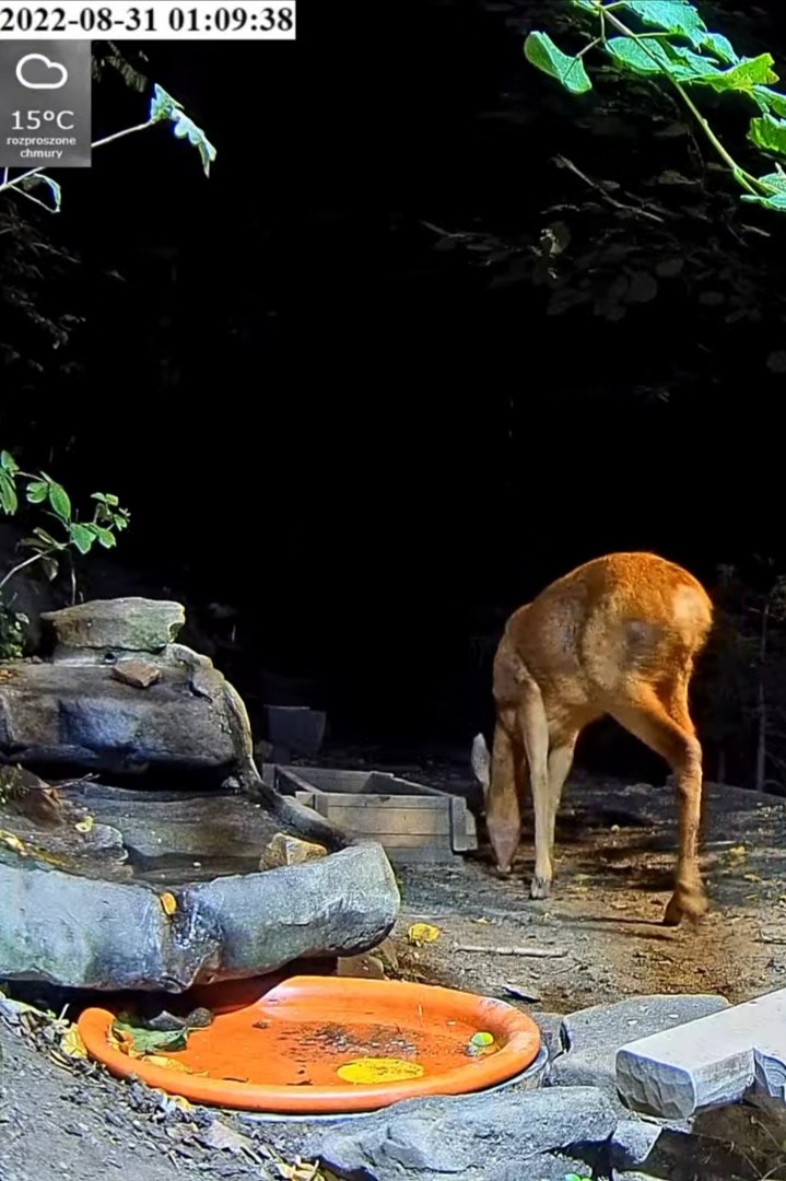 livebirdspoland_25c5c15d20327214e5dcf89da115d183.jpg