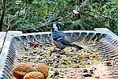 livebirdspoland_c6a4787d94fcdf267fe6ff44d43cfa07.jpg