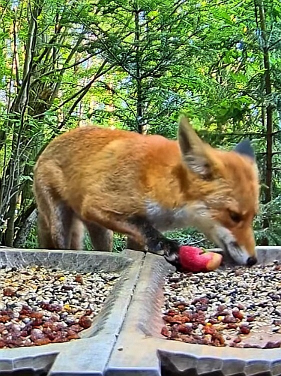livebirdspoland_7e5d419d24f43718146a07a148e007fd.jpg
