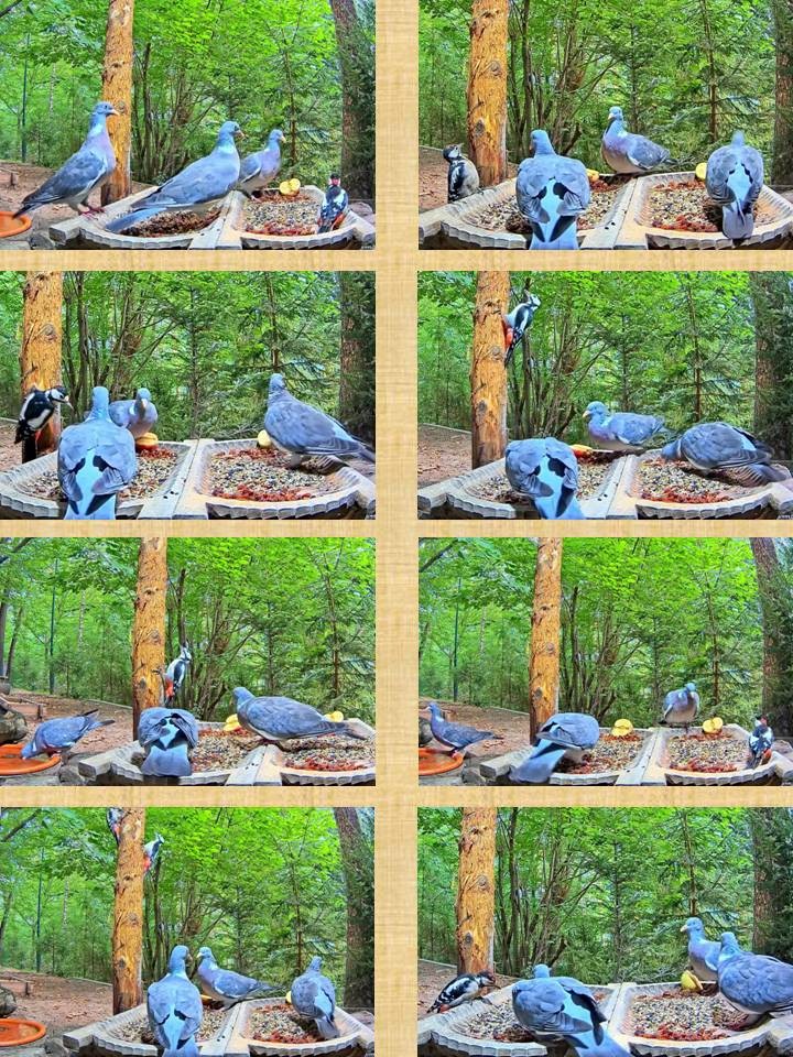 livebirdspoland_2589aa6c9359e5bbfc645220cd18b53e.jpg