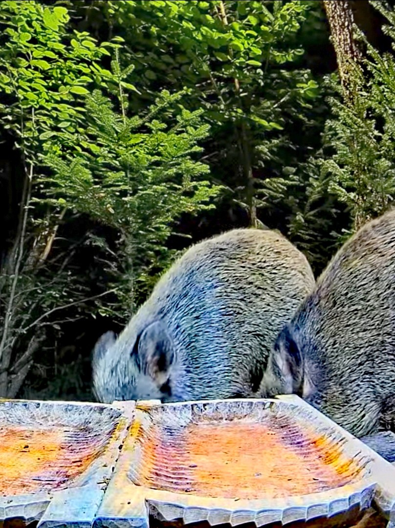 livebirdspoland_ab747501919775b285591dc7ef90e255.jpg