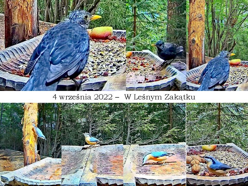 livebirdspoland_0bd161ca5c2a02ebde9eb71803aa7ee7.jpg