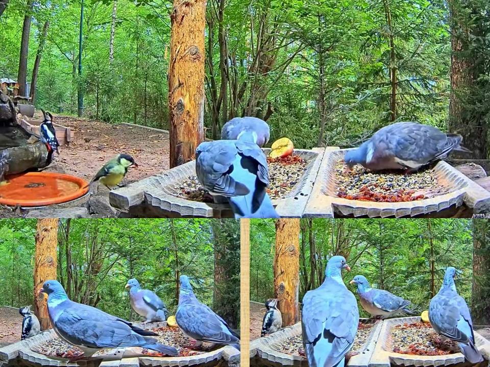 livebirdspoland_6594f4ff10eb1d808c8db5f7ffe63bac.jpg