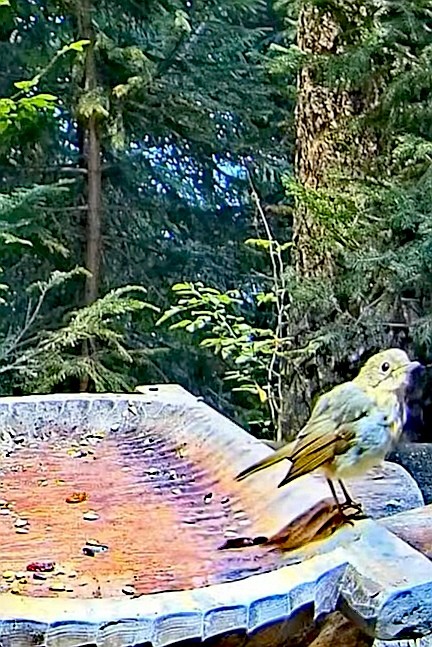 livebirdspoland_cc4ee12127f7e6a55d171de4a6db212f.jpg