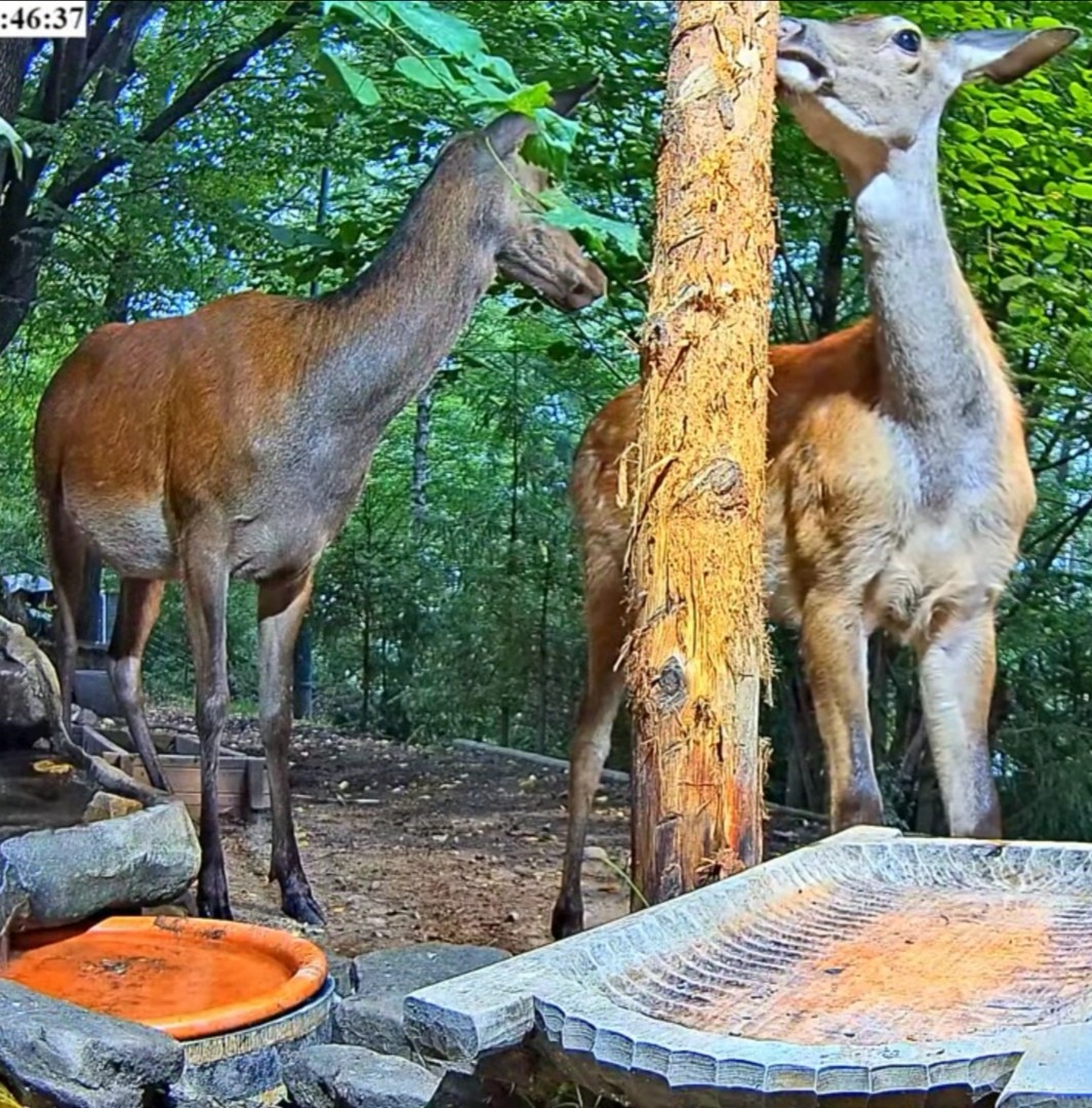 livebirdspoland_e42b01e822a3f8ae689215d9a61851ff.jpg