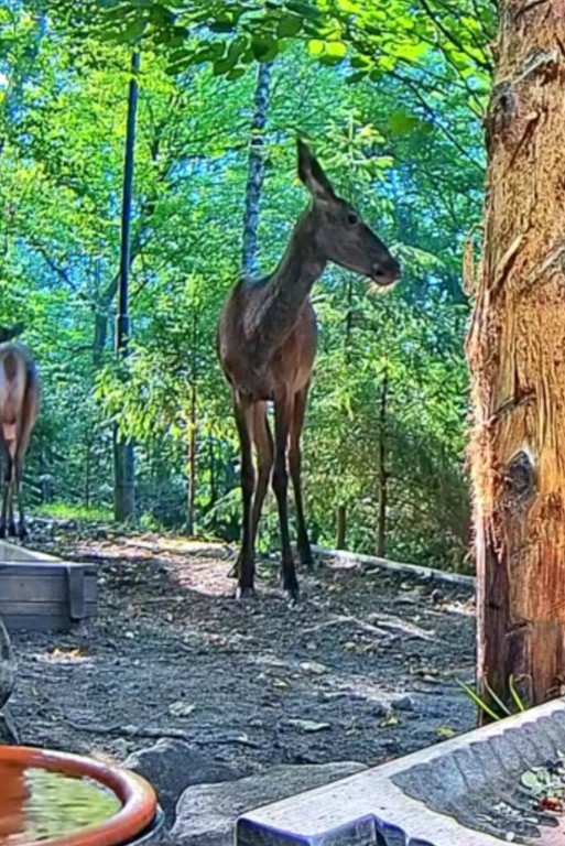 livebirdspoland_bc9c135adae392904cc9c211064d4fac.jpg