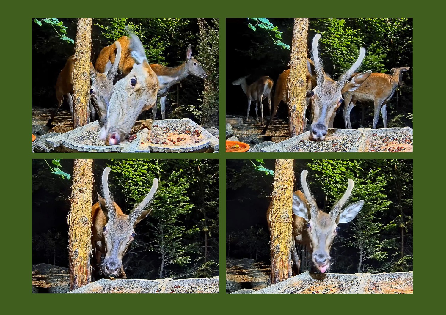 livebirdspoland_368d049bcc9552daf365a38830603933.jpg