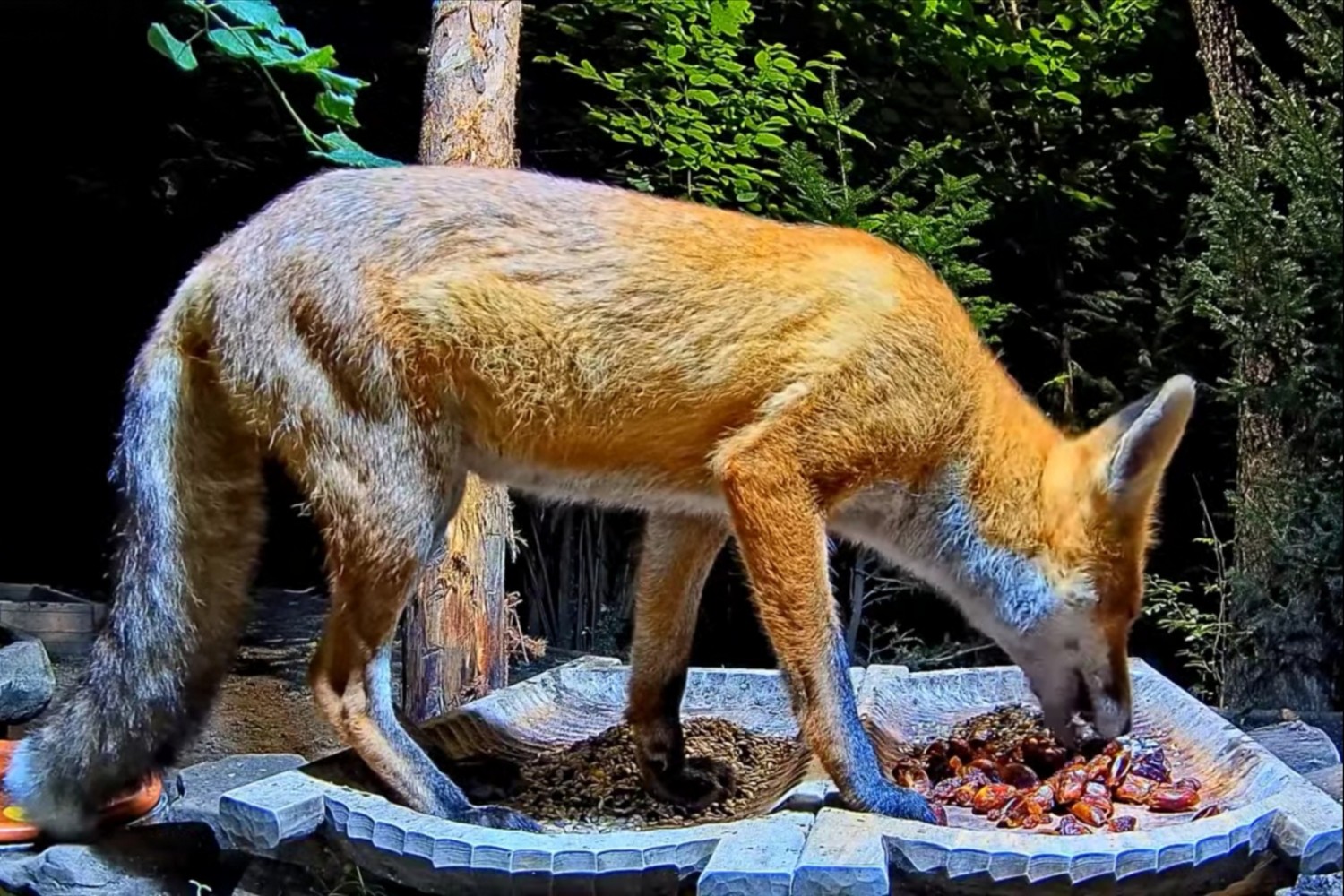 livebirdspoland_c6964aa60406663e13bfe0c3254f6e9d.jpg