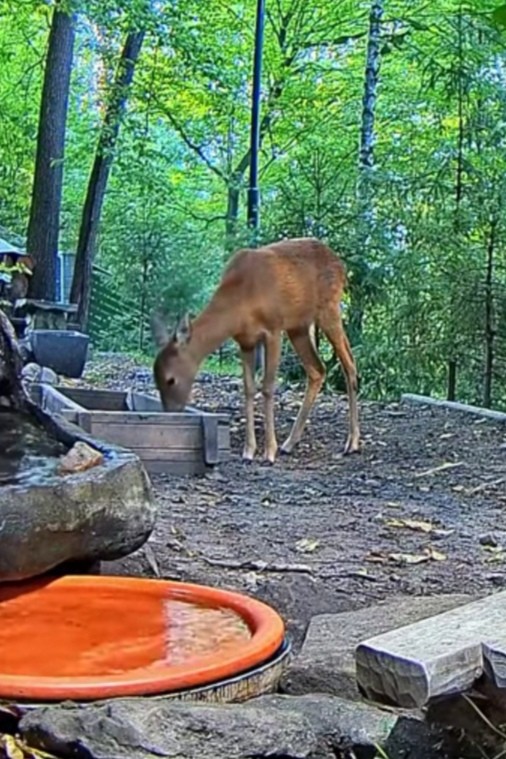 livebirdspoland_6853dbeb053e7d45cb93ba44fde84382.jpg