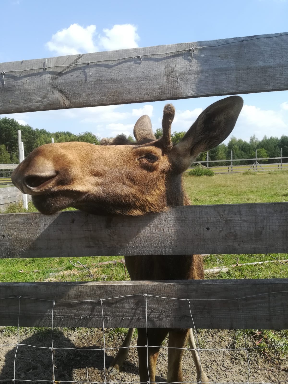 livebirdspoland_d091e2d1987fa66f9d1364da7f1bb42e.jpg