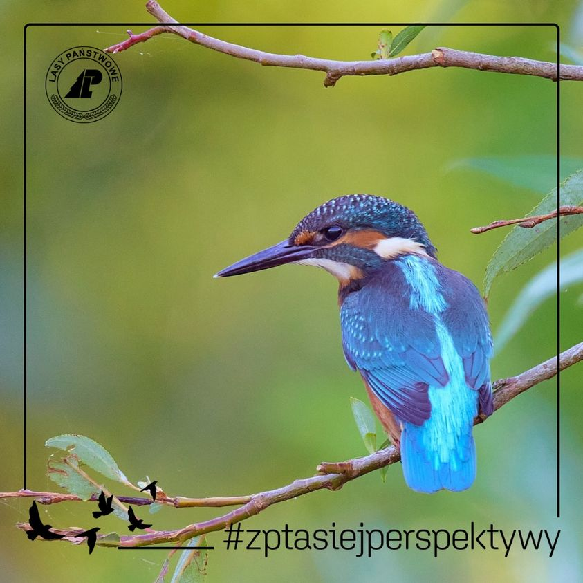 livebirdspoland_1e8675317eec8983b08714eb3be016a8.png