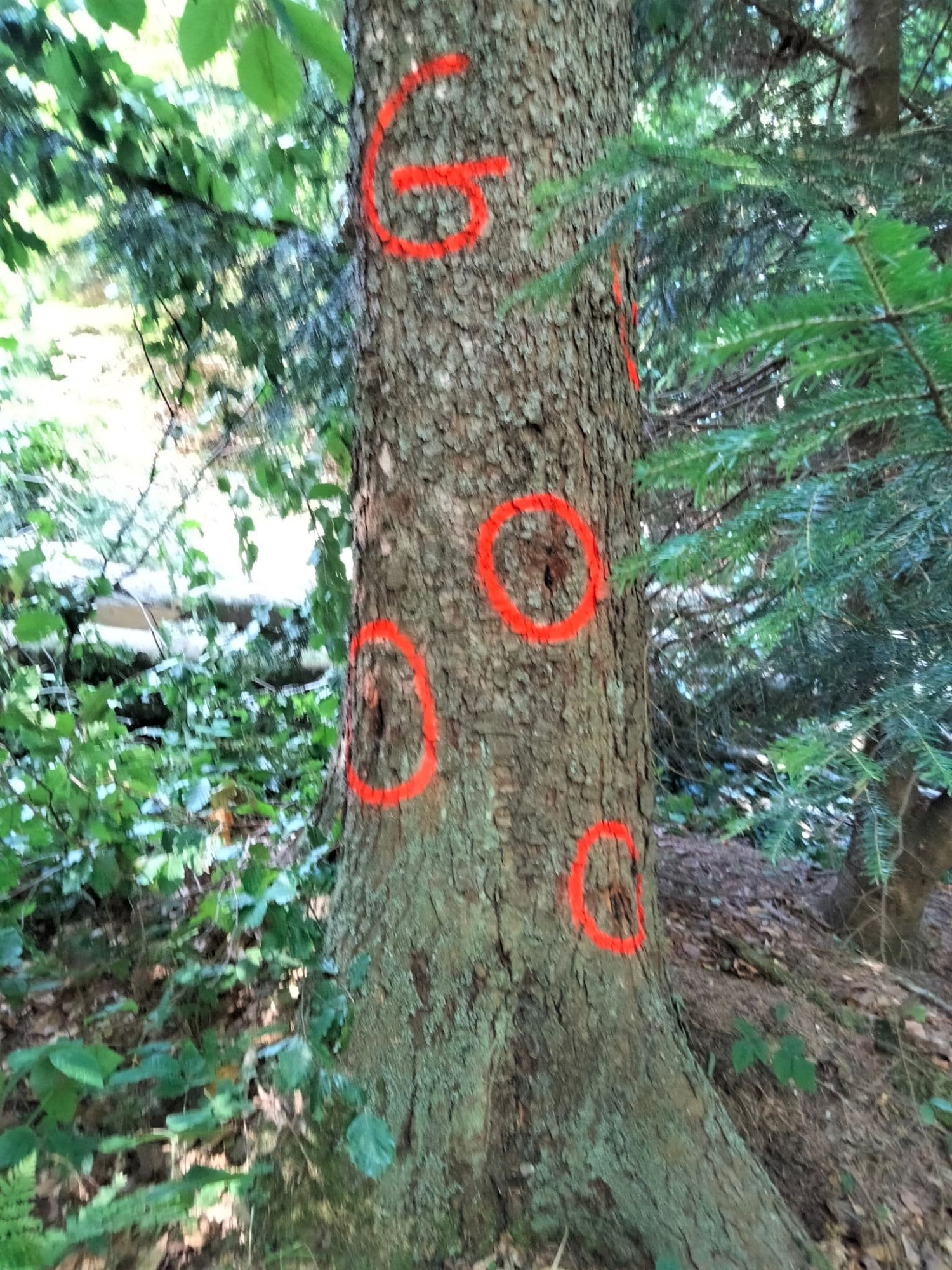 livebirdspoland_35cf1cf21dd1d6d1fa0b1ea2f8d31d56.png