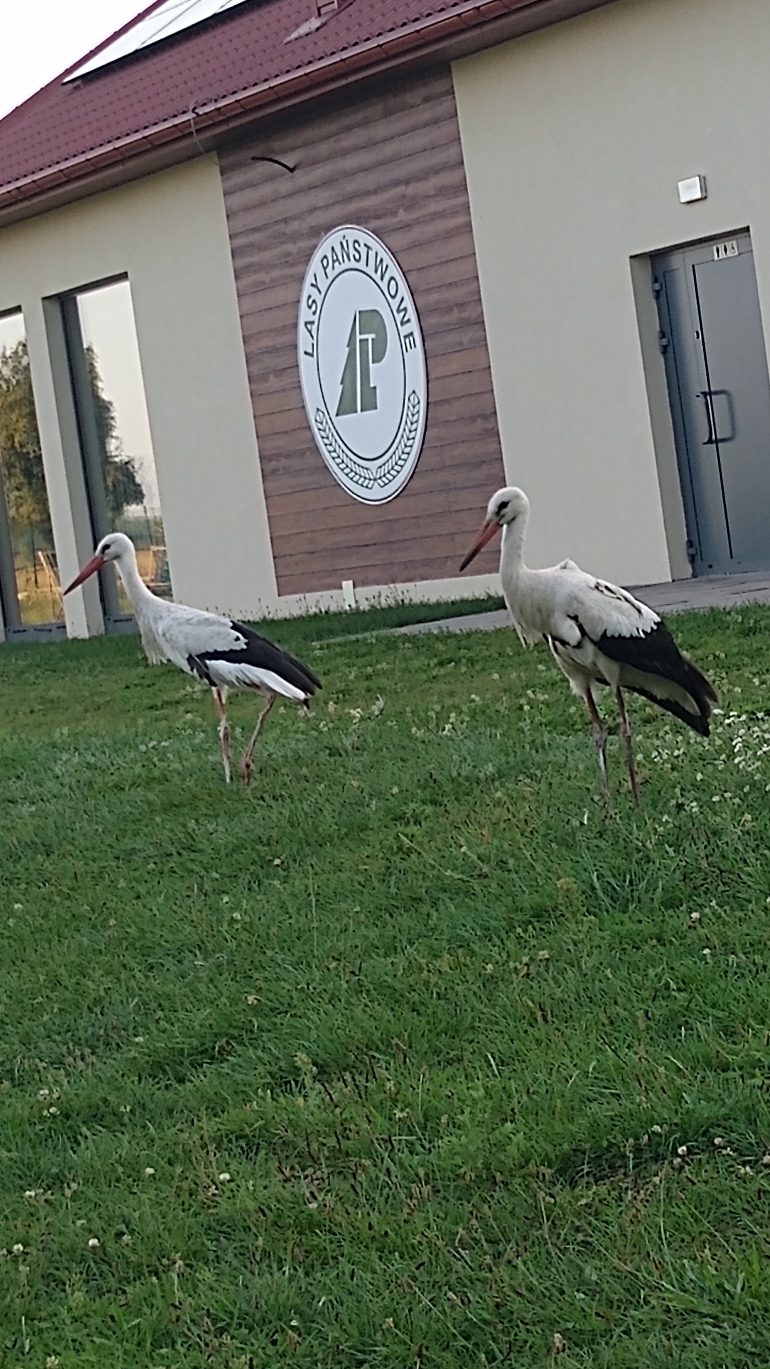 livebirdspoland_487288e36df2510aab03a1f63301fcfd.jpg