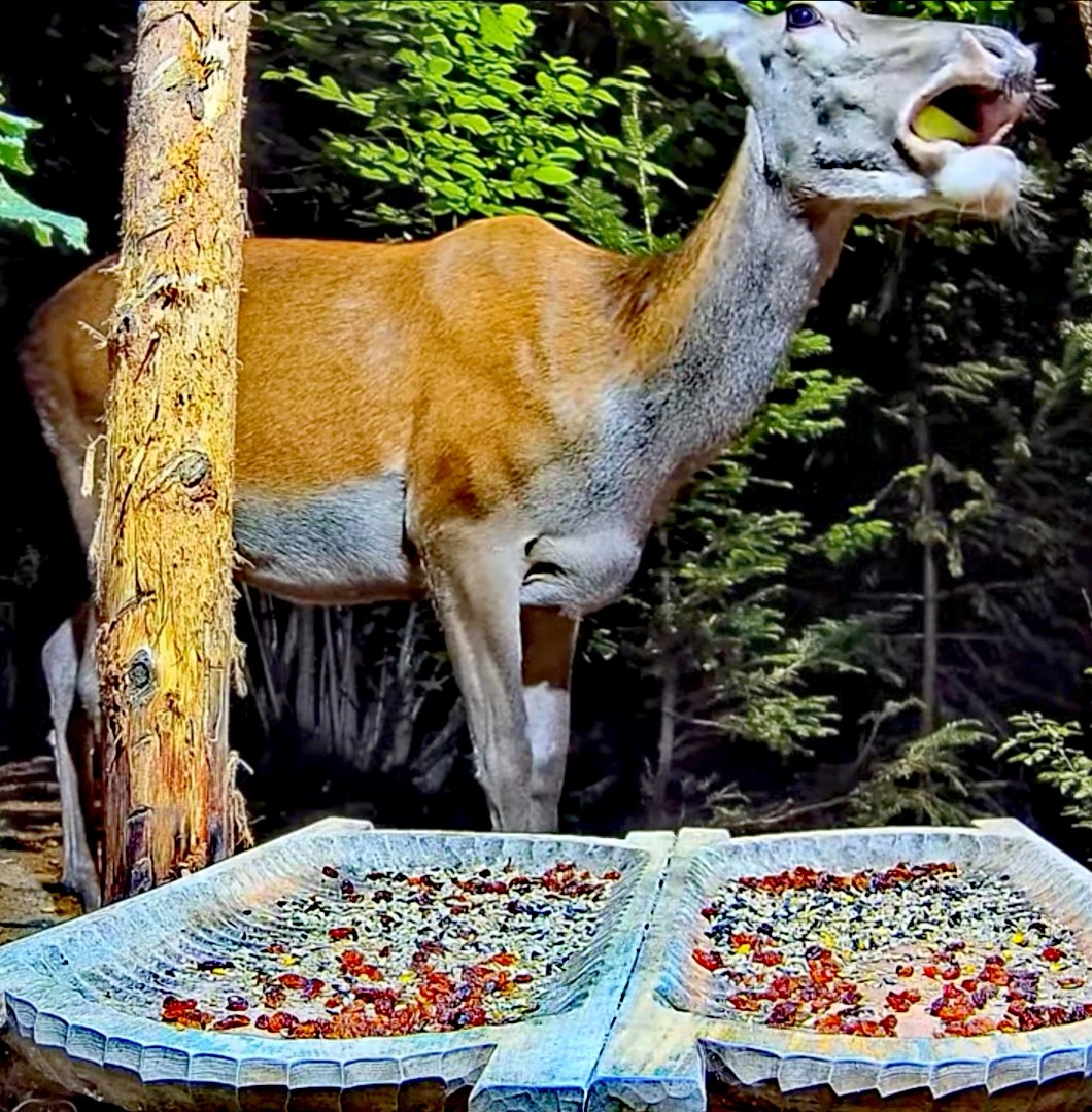 livebirdspoland_fda25471e0c1aca810a9689a97359c21.jpg