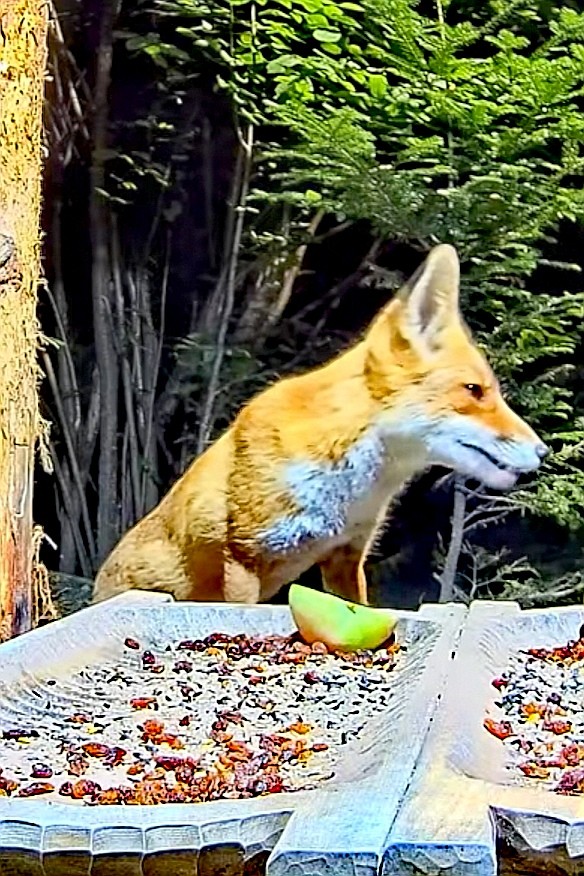 livebirdspoland_e0ad6f0774a87ceab0249bd37c427fc2.jpg