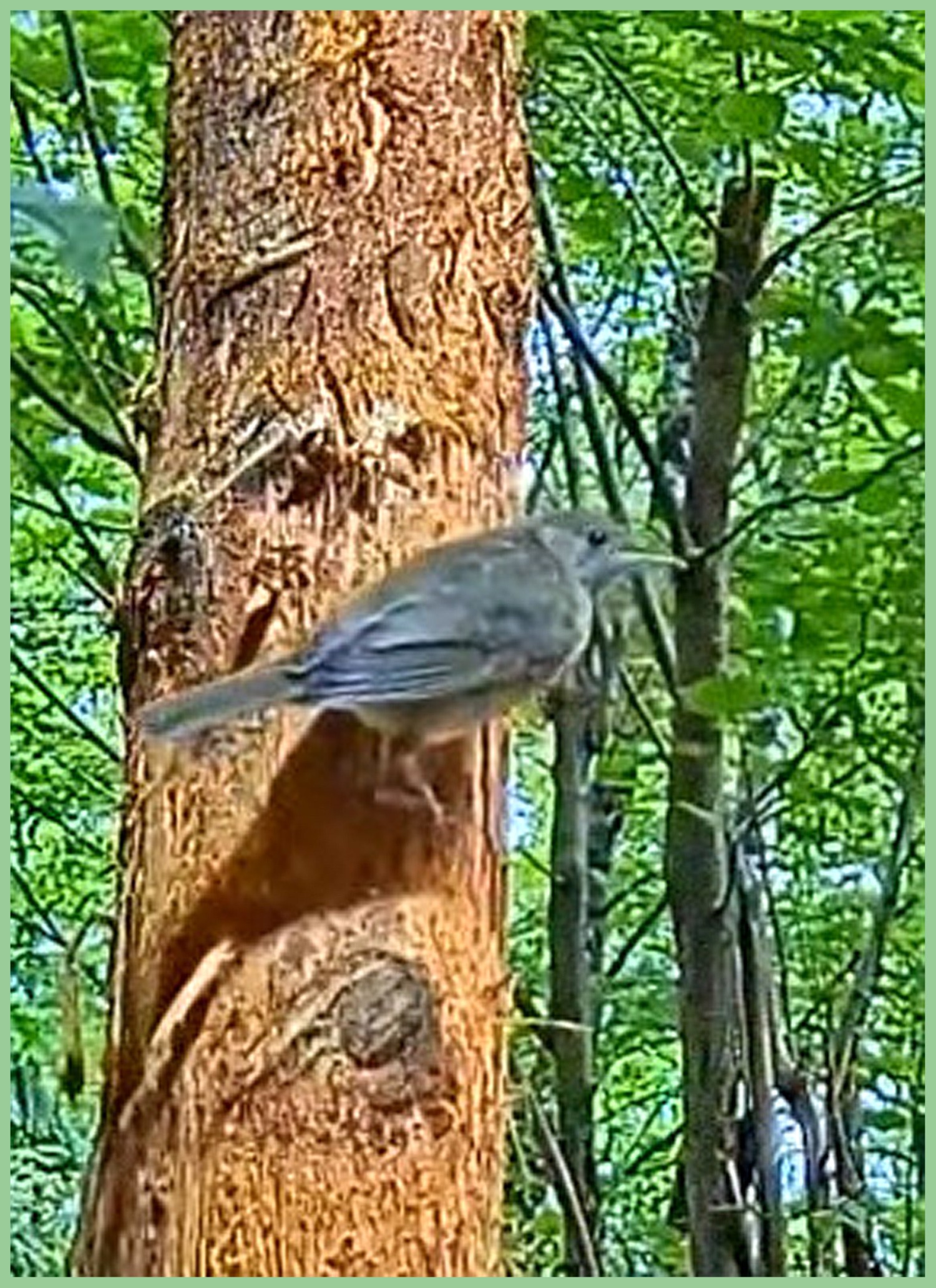 livebirdspoland_e3e269a68f5253fda864d653557a96aa.jpg