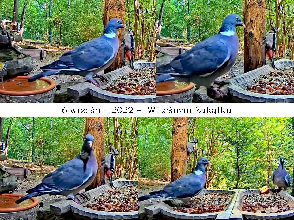 livebirdspoland_c6992bceefe4b757264e88b6d4195aa6.jpg