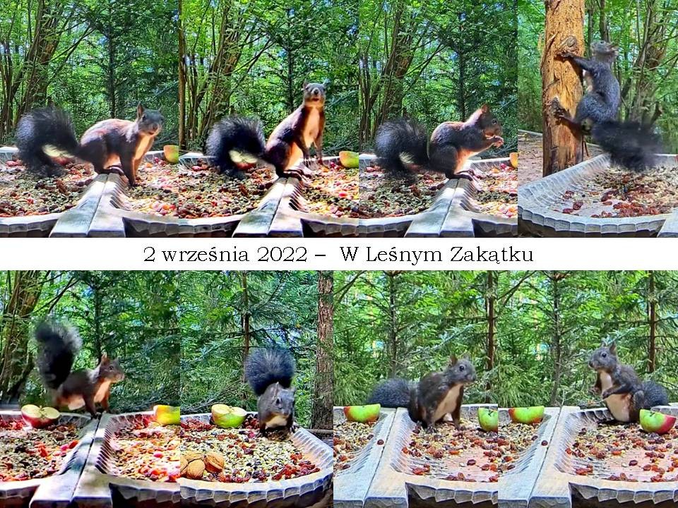 livebirdspoland_40d1b83b23404191cb36c6d330efeb6e.jpg