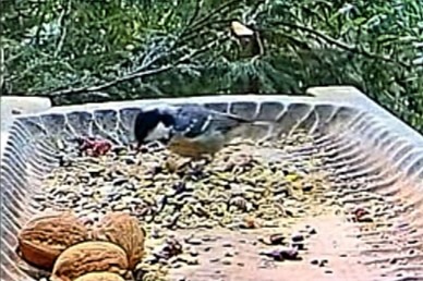 livebirdspoland_715a7aa9a209c4f473971846eeef9630.jpg