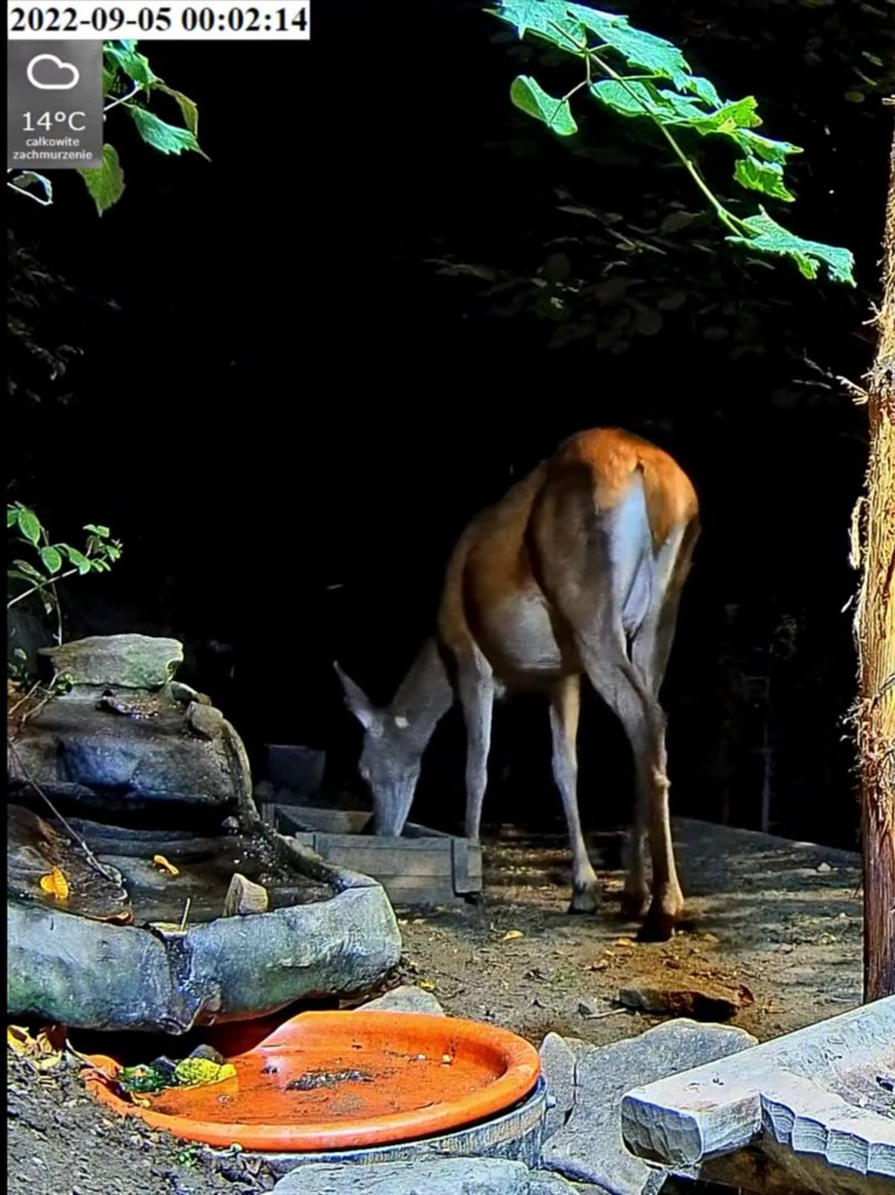 livebirdspoland_1ab547ea877eb487e84e730caac25d09.jpg
