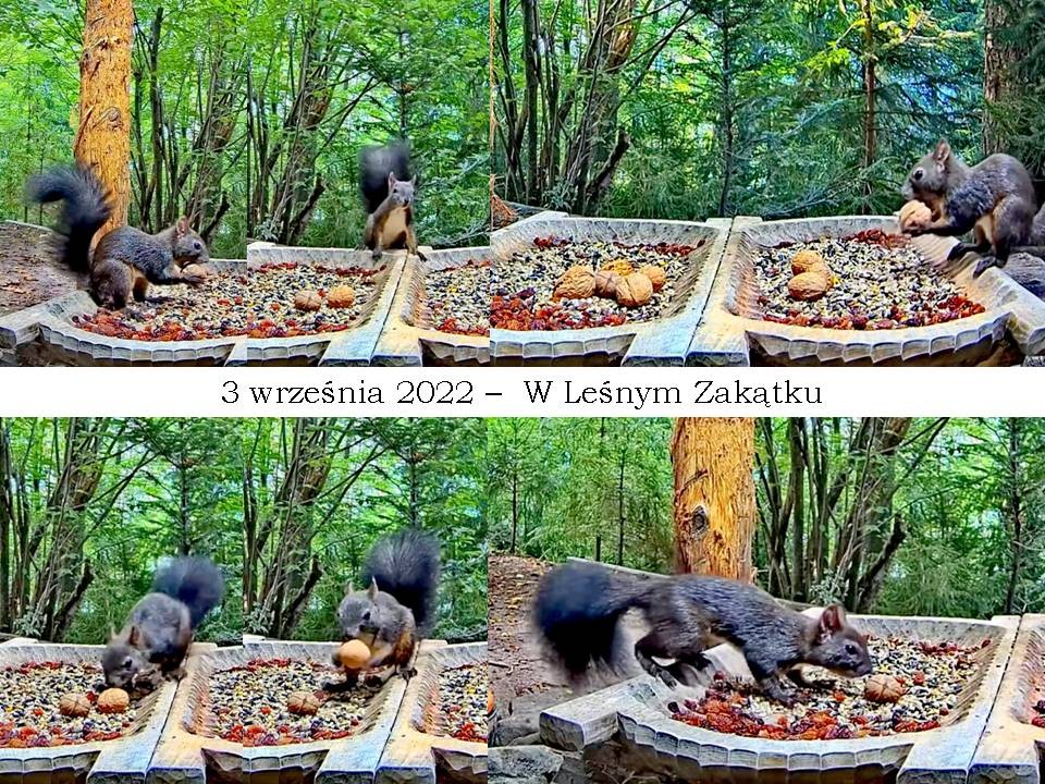 livebirdspoland_22dc506ff9c7a0957ae6d0350430689a.jpg