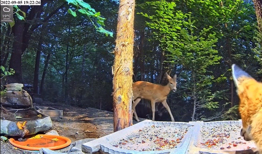 livebirdspoland_41d67f9e7f22f7ff77d52d565b95ba6b.jpg