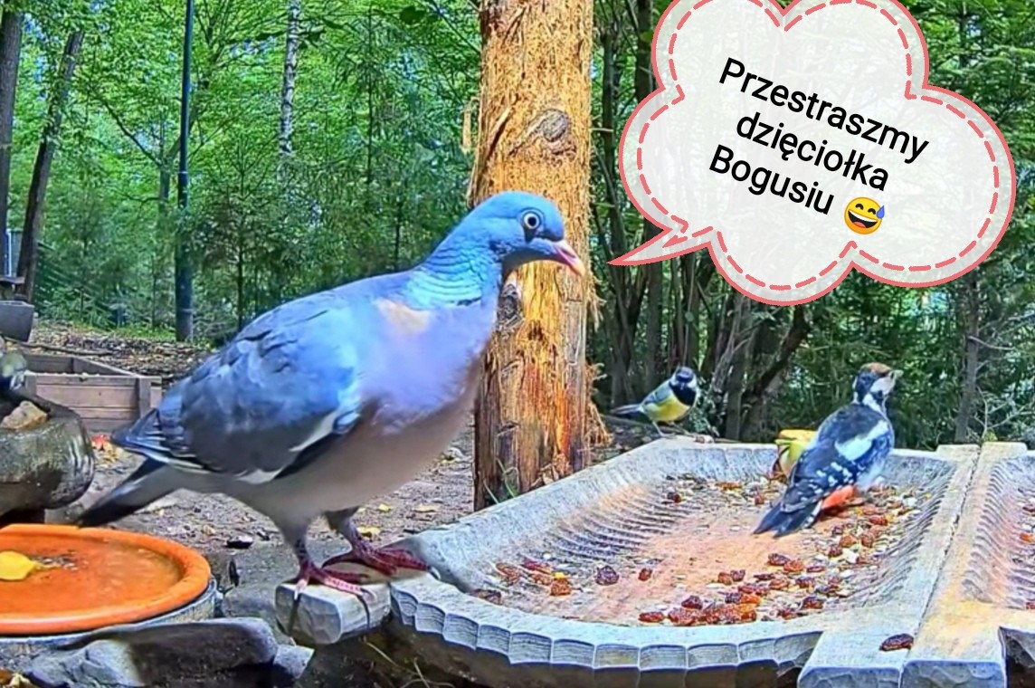 livebirdspoland_cc4714416468fd9a4aafcd9c1db62ed8.jpg