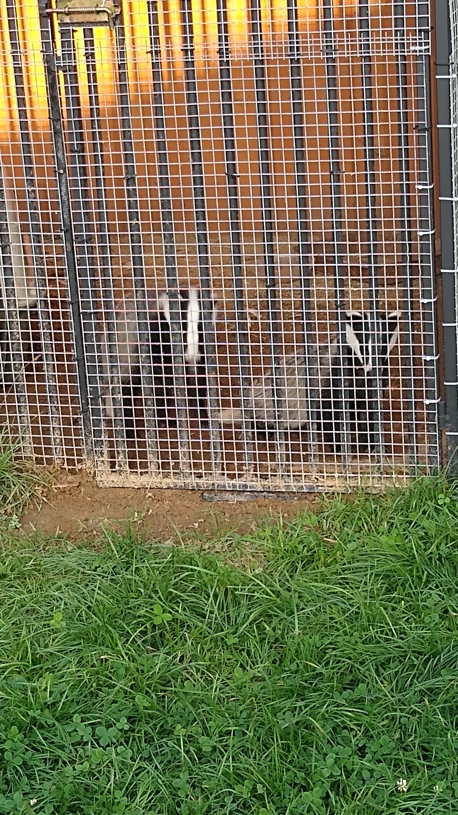 livebirdspoland_f258e32e6d04003e652322cb9ee4d699.jpg