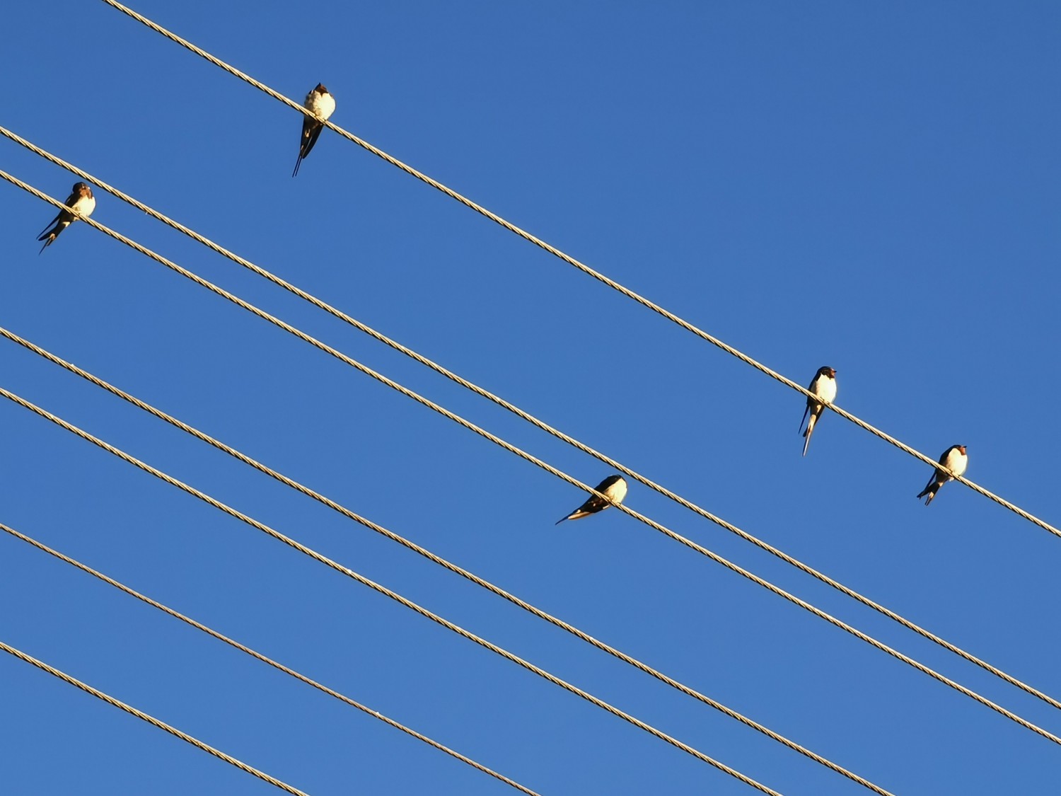 livebirdspoland_d8e19af5cb71b0edd7696888444e00ef.jpg