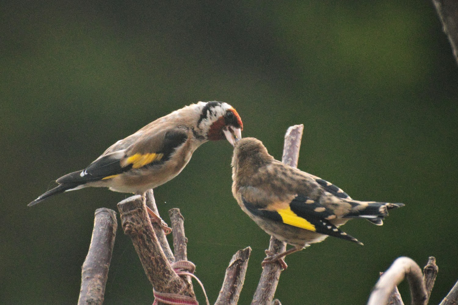 livebirdspoland_65c3f29e713e2872e2075cb01568804d.jpg
