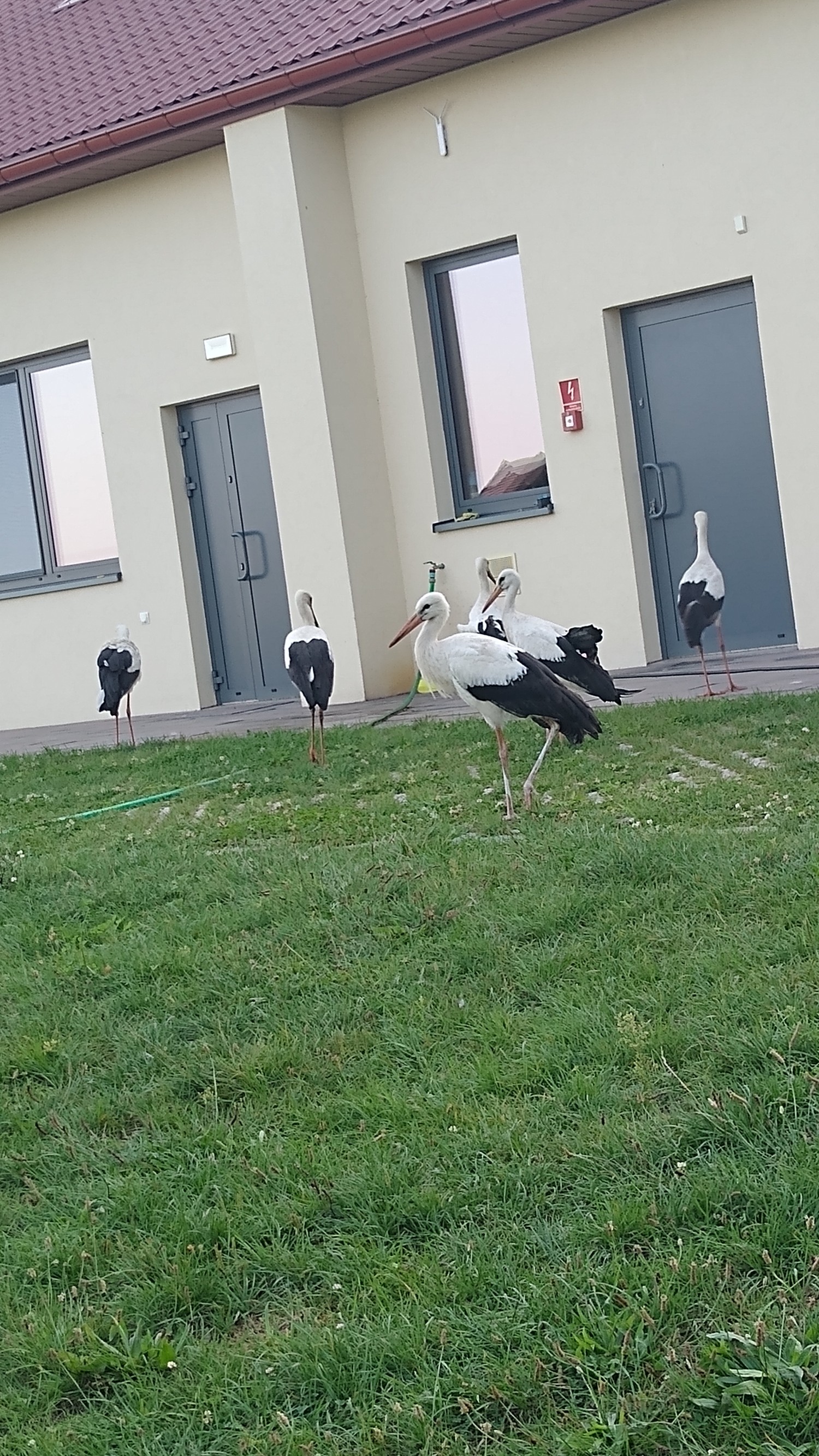 livebirdspoland_f398ff96c064d208b2ed048c4a93400c.jpg