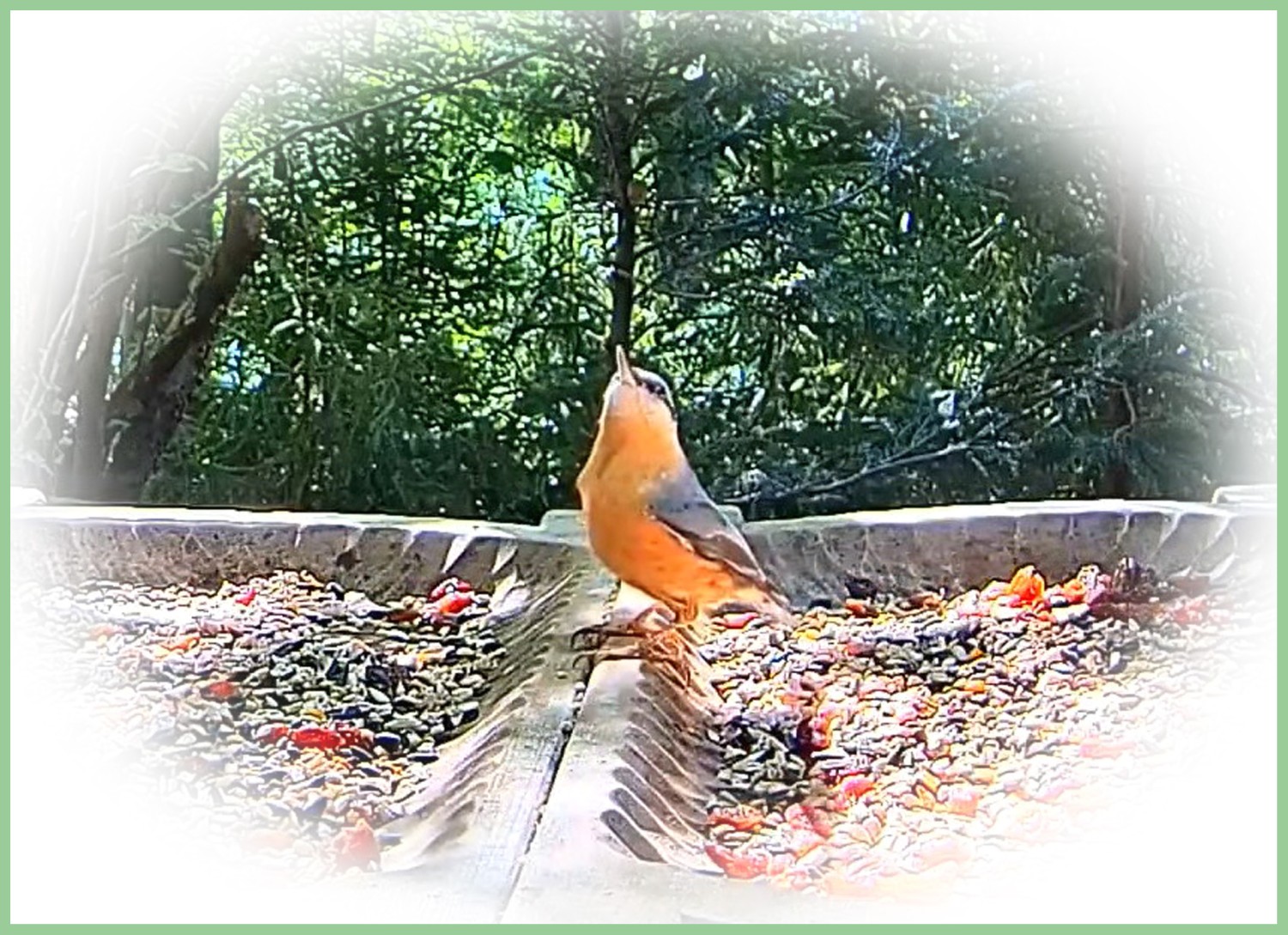 livebirdspoland_29de56ac0ad1cf7bb55e94887a89f32b.jpg