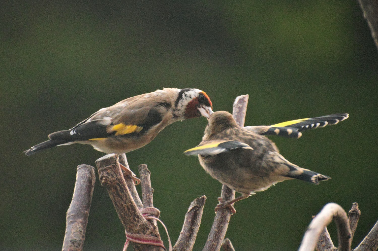 livebirdspoland_7615eb00bdacbf1f56929f54a681cd7c.jpg