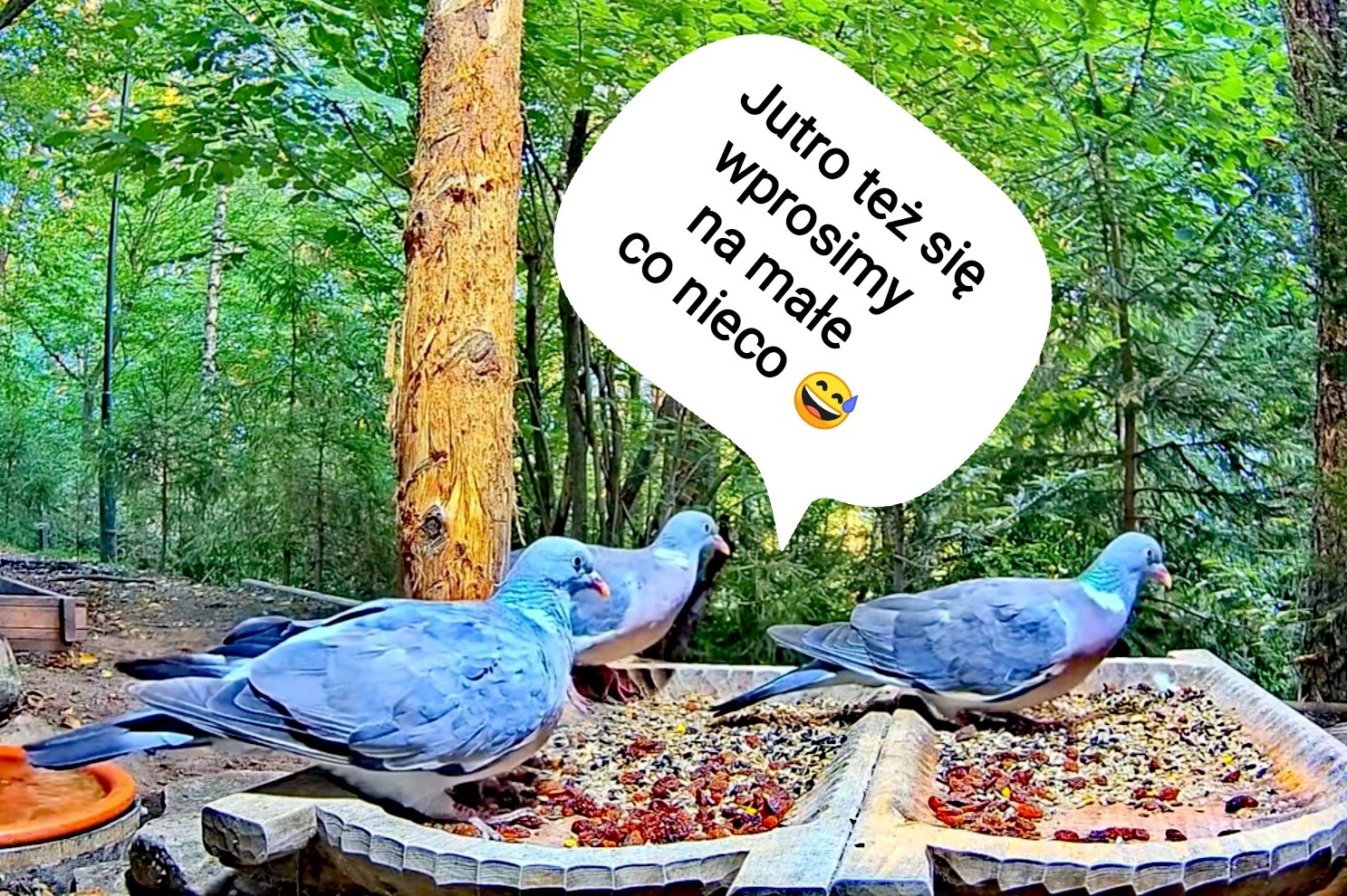 livebirdspoland_8bf653c32f4da387097752ed2254d3ec.jpg