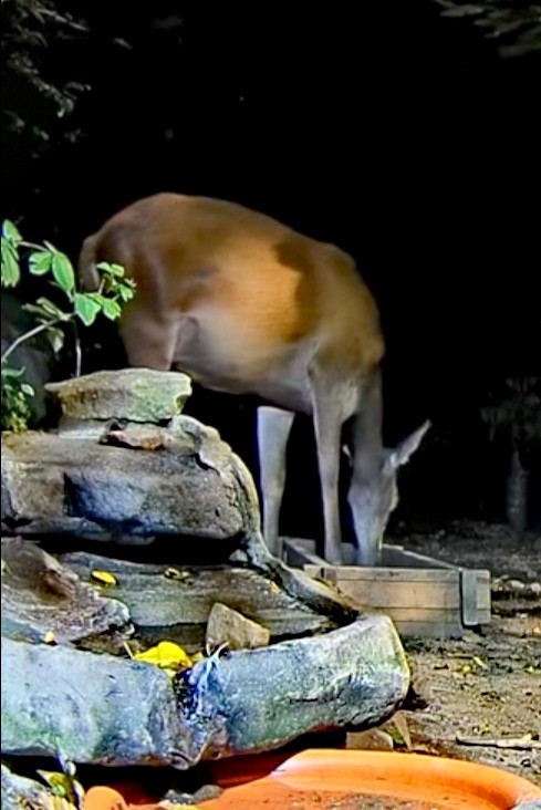 livebirdspoland_daa86ec0f1d9b0622eb497e1ce069b71.jpg