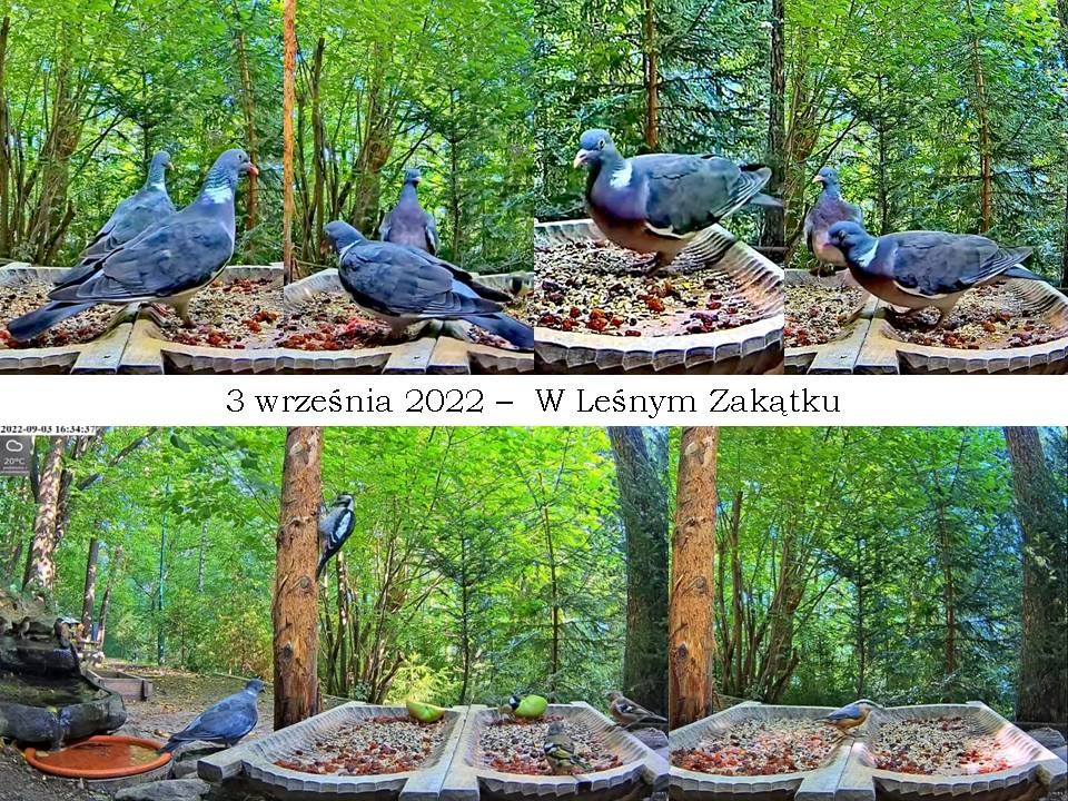 livebirdspoland_2986d3905d7a4e48ad002f09b0606ae4.jpg