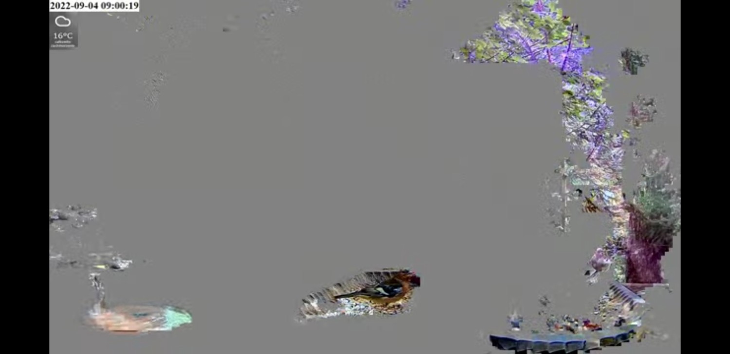livebirdspoland_d3bc2a95ea37221309a733a05af47a89.jpg