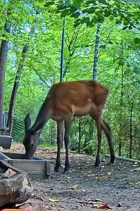 livebirdspoland_6c69338872b7c91c92c07bf7b9ffae19.jpg