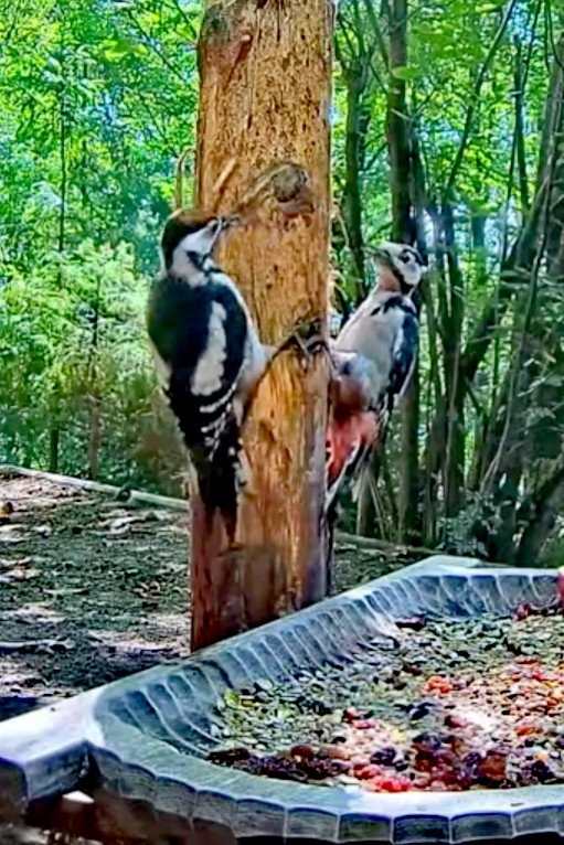 livebirdspoland_af606c7790737f9d8c8db446eabc4504.jpg