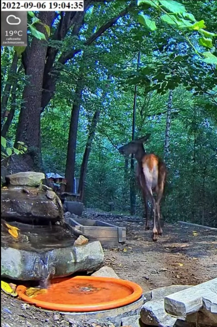 livebirdspoland_06e3c84460edbc6c2f979b401a7df72f.jpg