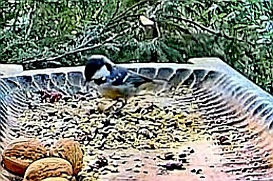 livebirdspoland_d23e97b182a8288a34406ab23b521939.jpg