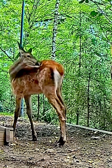 livebirdspoland_c27309d4c1031cebd0f9af1fa1c9f479.jpg
