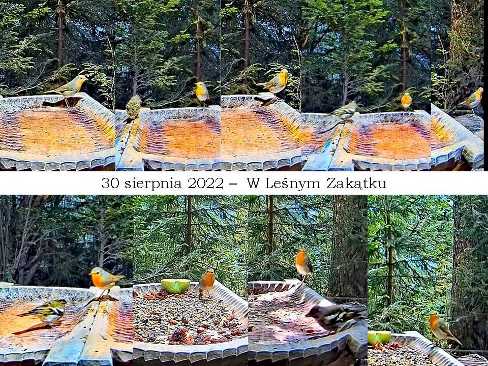 livebirdspoland_698a42f5a5c330f4b9ba8c6024572571.jpg