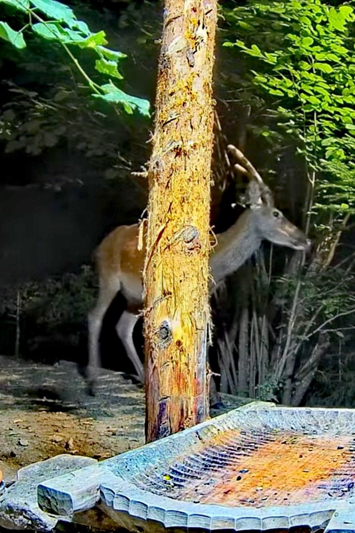 livebirdspoland_b02b41ad88c1a6278abe1450eee0ec96.jpg