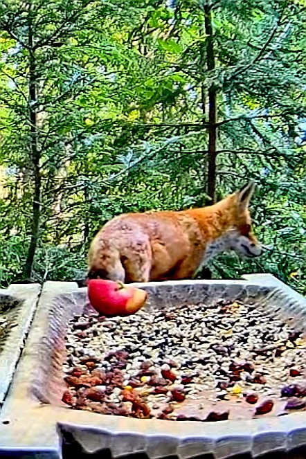 livebirdspoland_768ff338b833ac6b2d205197f84e303b.jpg