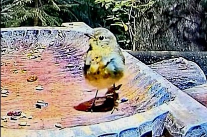 livebirdspoland_47e1594c38fb6a00abf495730200f77b.jpg