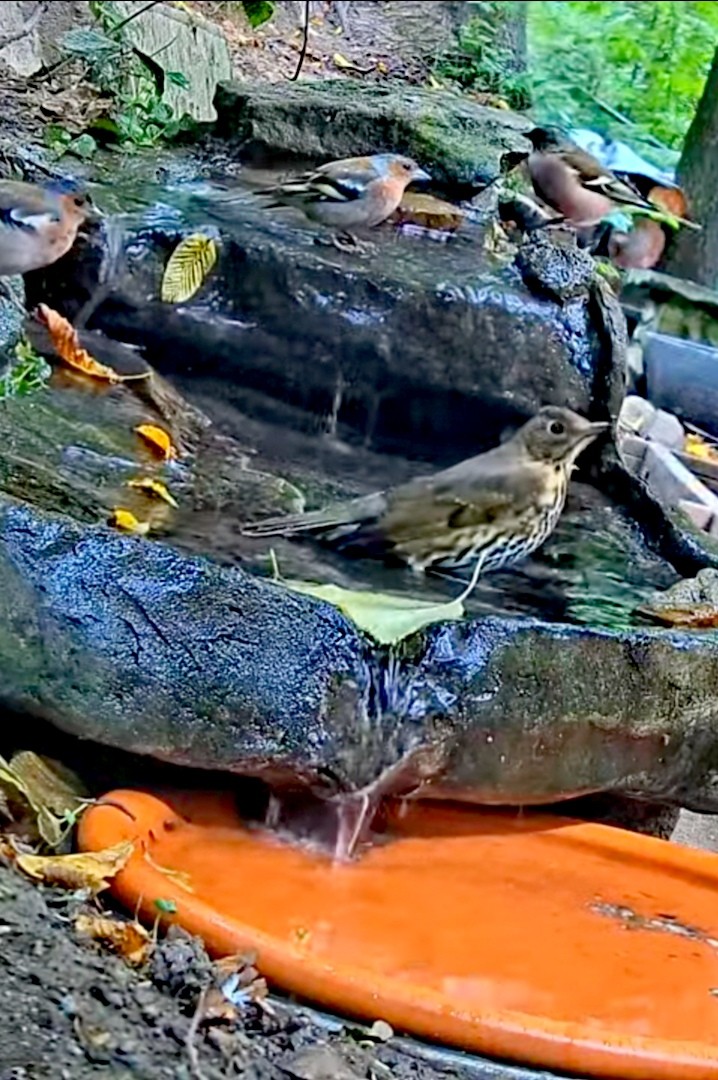 livebirdspoland_a547443ebb26402ac7dce9c178bc33af.jpg