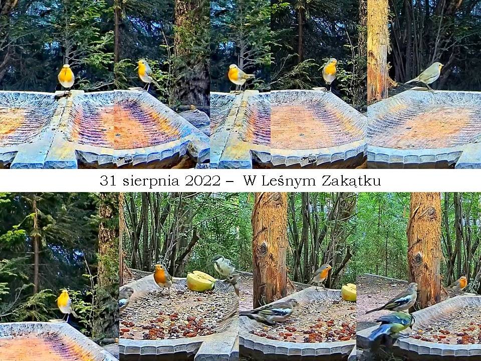 livebirdspoland_fb33bbf9bc3fc7d5eb96c70866001f0f.jpg