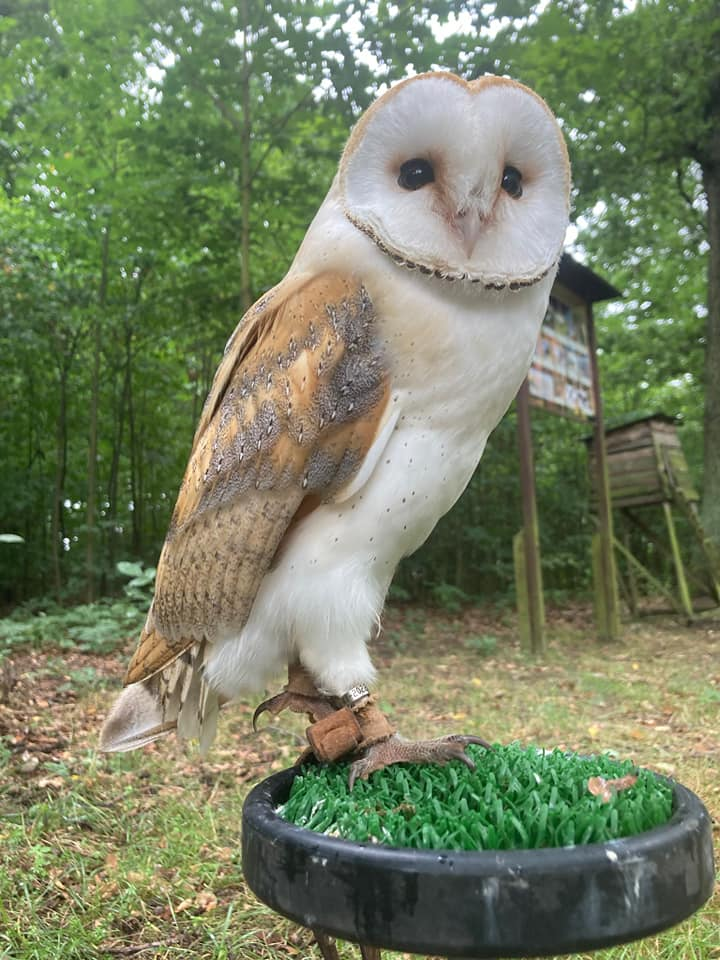 livebirdspoland_87c2f83100a065b457eed9df2bb30c81.png