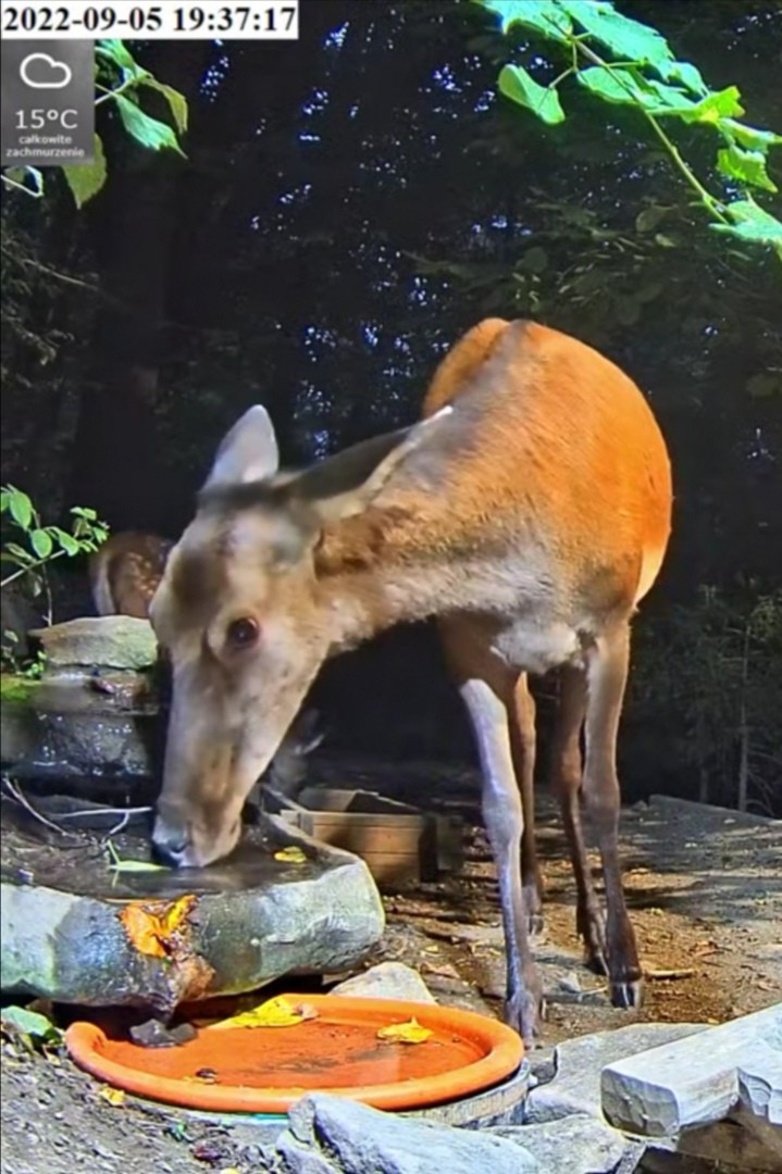 livebirdspoland_08c7e3597543c4423e1dc117e1717984.jpg